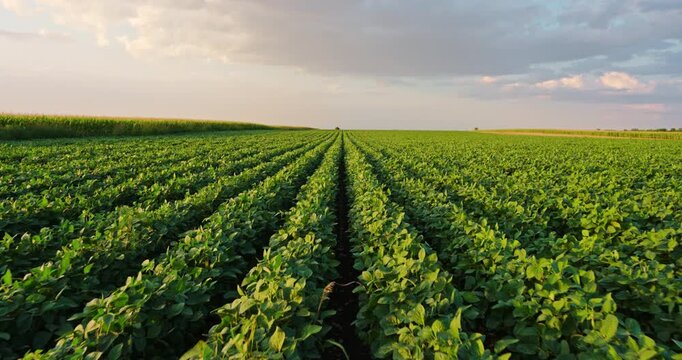 Vast soybean agriculture field at sunset
