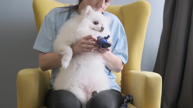 woman putting dog shoes on fluffy pomeranian sitting in yellow armchair. training pet to wear dog shoes for winter walks. protective dog shoes save paws from street reagents and cold salt.