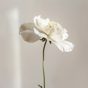 Elegant white poppy flower with delicate petals and green stem
