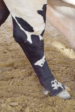 Hooves of a cow, cow's hooves close-up in farm, the cow standing on the soil and rests, the hoof of the standing cow,  hoof close up, cow legs closeup in farm, bull legs closeup in the farm