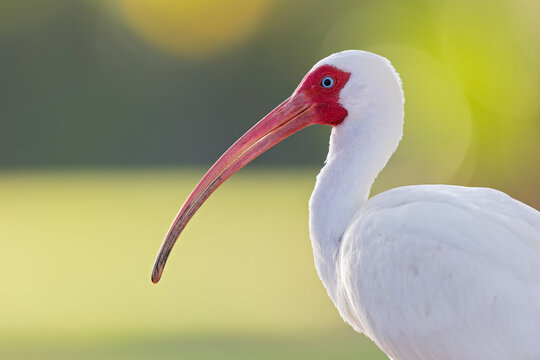 Portrait of a American white ibis (Eudocimus albus).