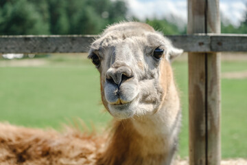 Naklejka premium Llama head peeking through a wooden fence