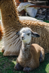 Naklejka premium Baby alpaca cria resting with its mother