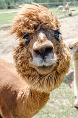 Naklejka premium Brown alpaca with funny hair looking directly at camera