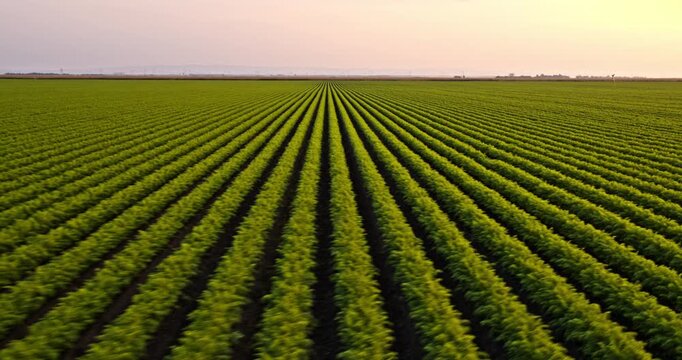 Aerial view of green farm field with straight crop rows extending to the horizon