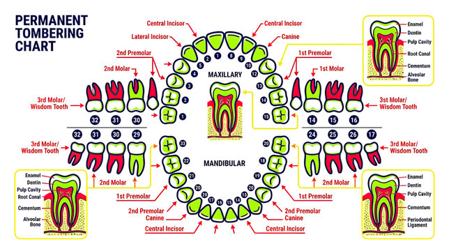 Dental Chart Showing Tooth Anatomy and Permanent Teeth