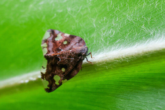 Brown treehopper perched on green leaf vein with delicate white fuzz, close up macro showing textured wing pattern and natural insect detail in bright garden environment
