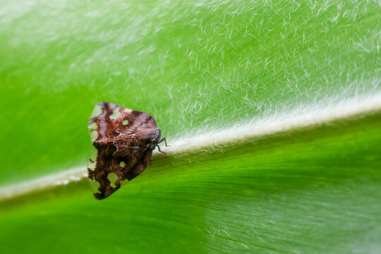 Brown treehopper resting on fuzzy green leaf with delicate texture and soft light, close up macro showing wing pattern and tiny legs