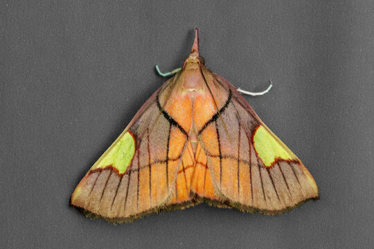 Colorful moth with open wings on dark background