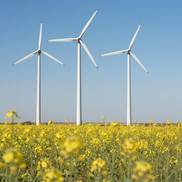 wind turbines towering over yellow wildflower field under clear blue sky sustainable energy landscape