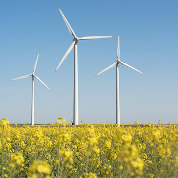 wind turbines towering over yellow canola field on sunny day, sustainable energy in rural landscape