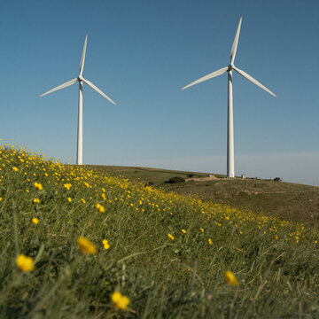 wind turbines on grassy hill with yellow wildflowers under blue sky renewable energy concept of sustainability