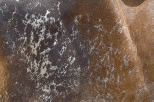 Cow skin texture background, bull leather with fur background closeup, cow hide pattern, The texture is dense and rich, displaying a natural pattern, cow skin hairy texture bull fur animal skin textur