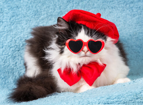 Portrait of a beautiful funny black and white cat wearing red beret hat, bow around neck and red heart-shaped sunglasses isolated on blue background