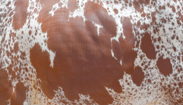 Cow skin texture background, bull leather with fur background closeup, cow hide pattern, The texture is dense and rich, displaying a natural pattern, cow skin hairy texture bull fur animal skin textur
