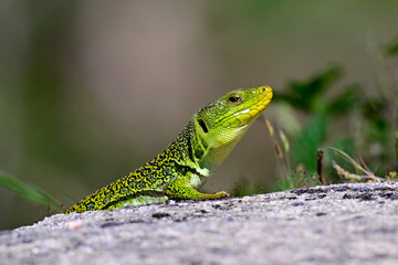 Fototapeta premium Ocellated lizard - male // Perleidechse - Männchen (Timon lepidus ibericus) - National Park Peneda-Gerês, Portugal
