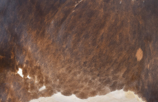 Cow skin texture background, bull leather with fur background closeup, cow hide pattern, The texture is dense and rich, displaying a natural pattern, cow skin hairy texture bull fur animal skin textur