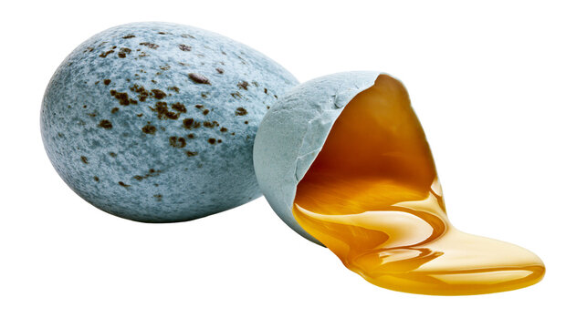 Blue speckled bird egg cracked open with liquid yolk spilling out, isolated on transparent background