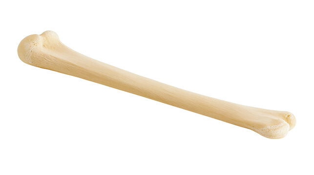 Human femur bone light beige color smooth texture, isolated on transparent background