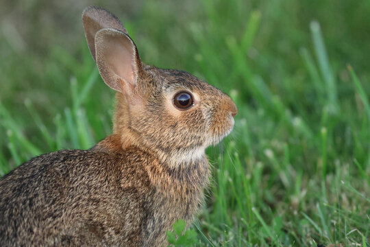 Close Portrait of an Eastern Cottontail Rabbit Sitting in Green Grass
