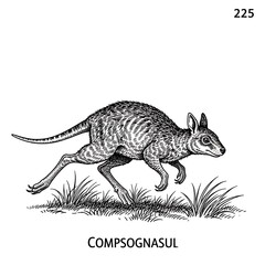 Naklejka premium Vintage style engraving illustration of a Compsognathus dinosaur.