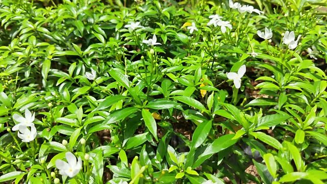 Lush green leaves and delicate small white flowers of pinwheel jasmine shrub blooming in outdoor garden