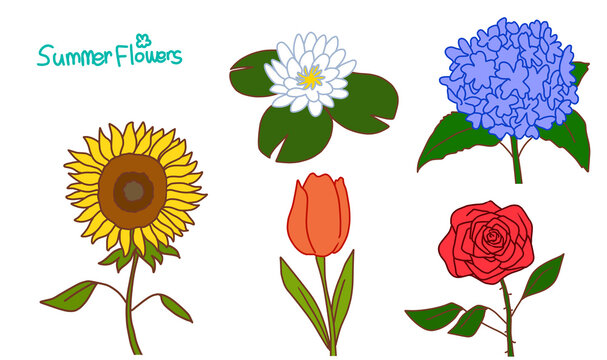 Summer Flowers 여름 꽃 해바라기 수국 수련 장미 튤립