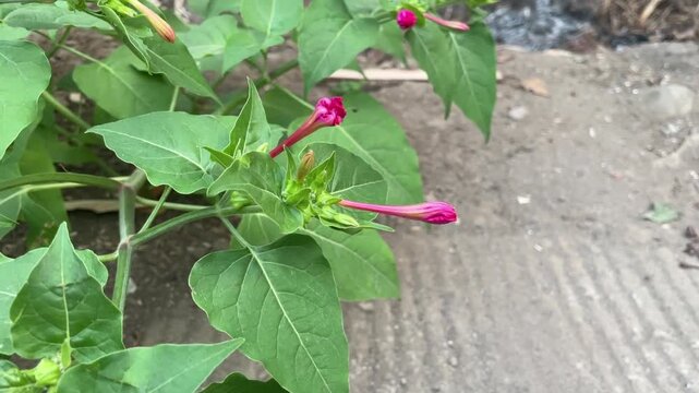 Close up of vibrant pink Mirabilis jalapa unopened flowers in a home garden.