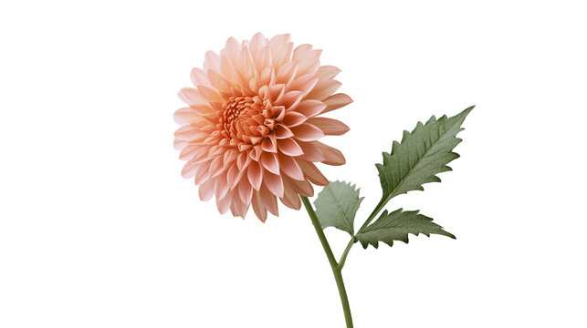 Delicate peach dahlia flower with serrated green leaves, isolated on transparent background