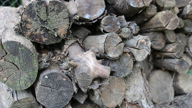 A close-up of an old woodpile of round logs and branches of varying diameters. Deep cracks, growth rings, and a coating of gray moss and lichen are visible on the ends of the wood.
