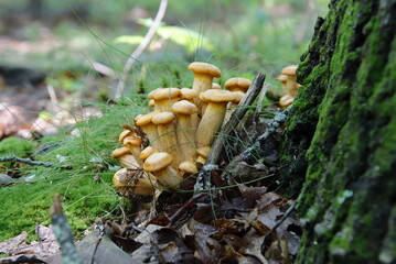 young jack-o-lantern poisonous wild mushrooms at the base of tree © SurfyArt