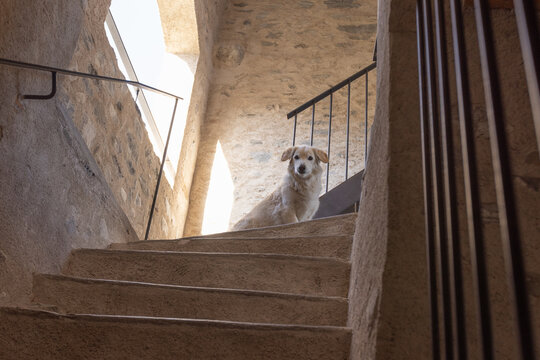 A white dog at the top of a staircase in a house.