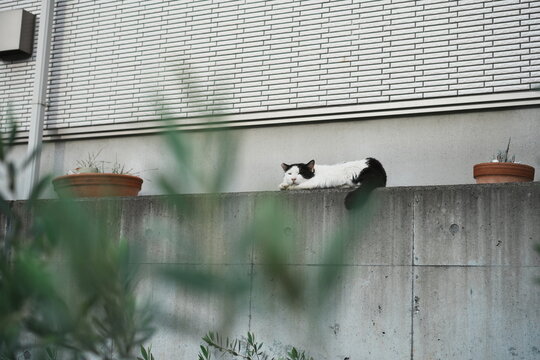 猫