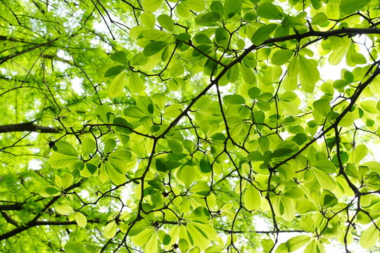 Looking up through fresh green spring leaves against bright sky