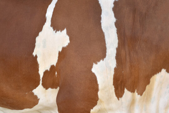 Cow skin texture background, bull leather with fur background closeup, cow hide pattern, The texture is dense and rich, displaying a natural pattern, cow skin hairy texture bull fur animal skin textur