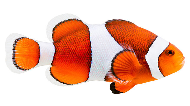 Orange and white clownfish with black fin edges, isolated on transparent background