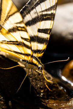 Scarce swallowtail butterfly (Iphiclides podalirius) close up detail with open wings