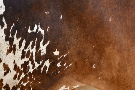 Cow skin texture background, bull leather with fur background closeup, cow hide pattern, The texture is dense and rich, displaying a natural pattern, cow skin hairy texture bull fur animal skin textur