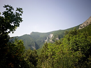 Obraz premium Foresta verde fitta in primo piano con montagne ricoperte di vegetazione sullo sfondo e cielo azzurro limpido