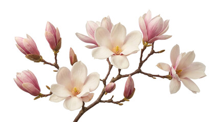 Branch of a blooming magnolia tree with delicate light pink flowers and buds. © Isolated_png