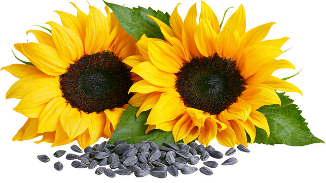 Two bright yellow sunflowers with dark centers and green leaves surrounded by black seeds, isolated on transparent background