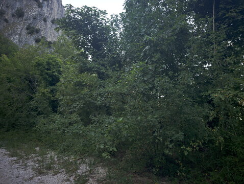Area naturale con vegetazione fitta, arbusti verdi, sentiero terroso e parete rocciosa laterale. Scena selvaggia, luminosa e incontaminata.