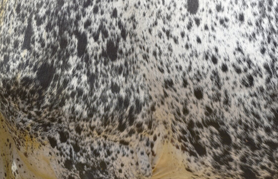 Cow skin texture background, bull leather with fur background closeup, cow hide pattern, The texture is dense and rich, displaying a natural pattern, cow skin hairy texture bull fur animal skin textur