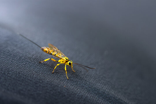 Yellow ichneumon wasp perched on dark fabric with delicate wings and long antenna, close up macro showing slender body and textured surface with subtle mood