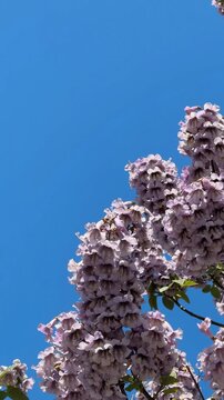 Purple jacaranda flowers in bloom against clear blue sky, vertical image with copy space background