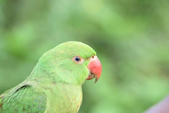 Rose-ringed parakeet bird. Its common name is Psittacula krameri,&nbsp;ring-necked parakeet and&nbsp;Indian Ringneck. It is a medium-sized&nbsp;parrot&nbsp;in the&nbsp;genus&nbsp;Psittacula, of the&nbsp;family&nbsp;Psittaculidae. wild bird.