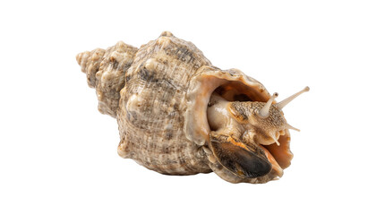 An edible sea snail, a Rapana venosa, emerging from its intricately textured beige shell with antennae visible. © Png ProTeam
