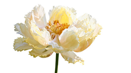 Delicate pale yellow peony flower with ruffled petals, isolated on transparent background © Nolan