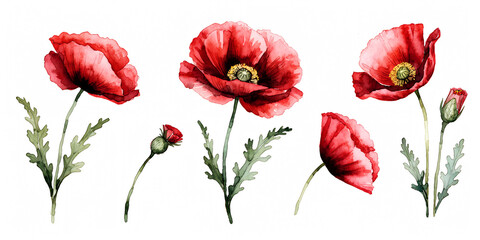 Obraz premium Red poppies, watercolor clipart with isolated background.