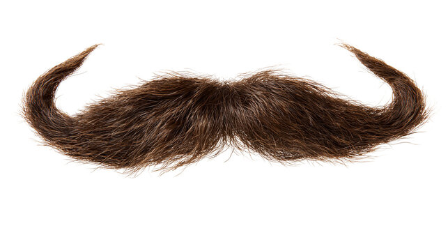 Dark brown bushy mustache with curled ends, isolated on transparent background